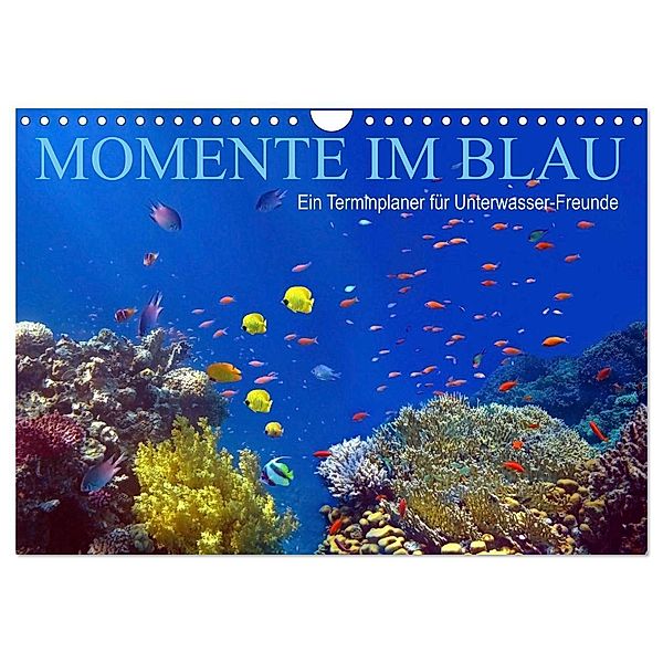 Momente im Blau - Ein Terminplaner für Unterwasser-Freunde (Wandkalender 2024 DIN A4 quer), CALVENDO Monatskalender, Tina Melz