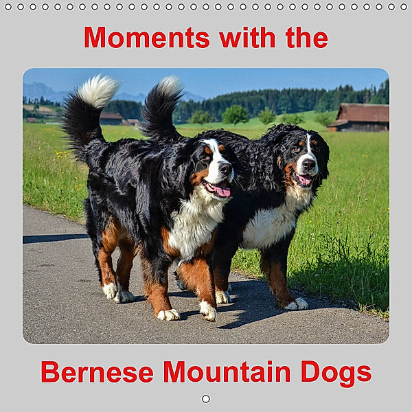 Moments with the Bernese Mountain Dogs (Wall Calendar 2019 300 × 300 mm Square), Hubert Hunscheidt