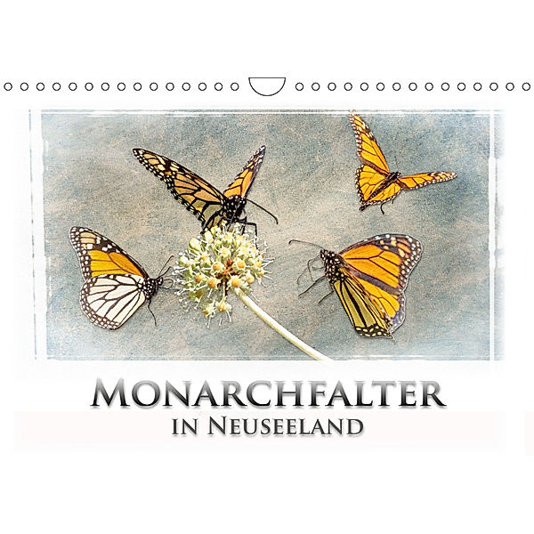 Monarchfalter in Neuseeland (Wandkalender 2019 DIN A4 quer), Gundis Bort