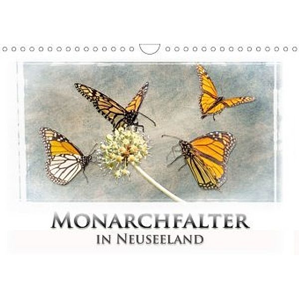 Monarchfalter in Neuseeland (Wandkalender 2020 DIN A4 quer), Gundis Bort