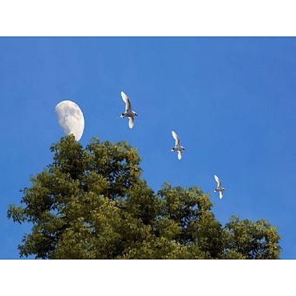 Mond Blauer Himmel Vögel - 100 Teile (Puzzle)