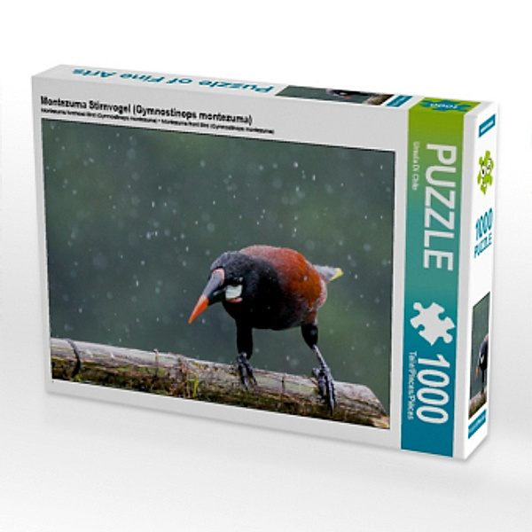 Montezuma Stirnvogel (Gymnostinops montezuma) (Puzzle), Ursula Di Chito