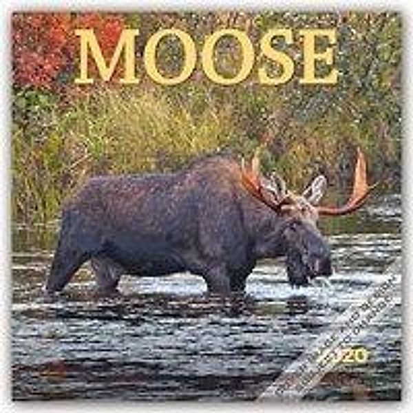 Moose - Elche 2020 - 16-Monatskalender, Wyman Publishing