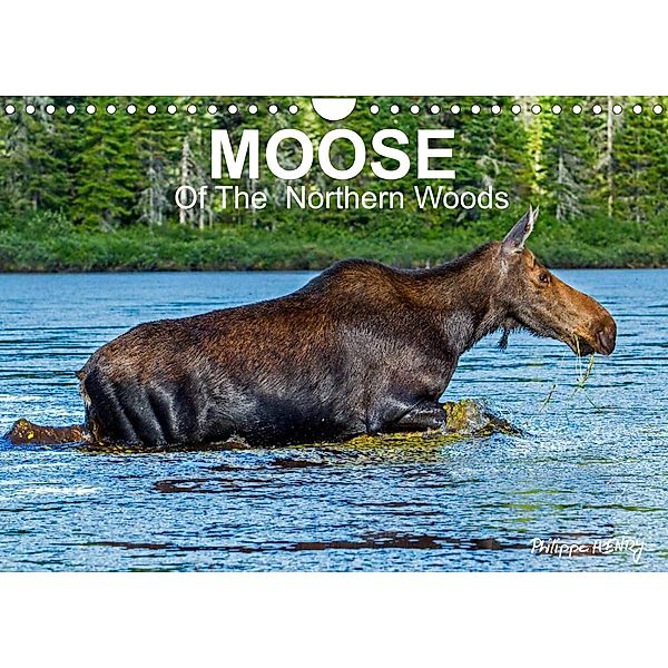 MOOSE Of The Northern Woods (Wall Calendar 2023 DIN A4 Landscape), Philippe Henry