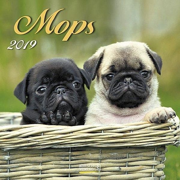 Mops 2019