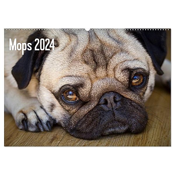 Mops 2024 (Wandkalender 2024 DIN A2 quer), CALVENDO Monatskalender, Beate Zoellner