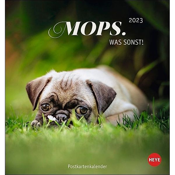 Mops Postkartenkalender 2023. Die kleinen Hunde in einem Postkarten-Fotokalender porträtiert. Kleiner Kalender zum Aufst