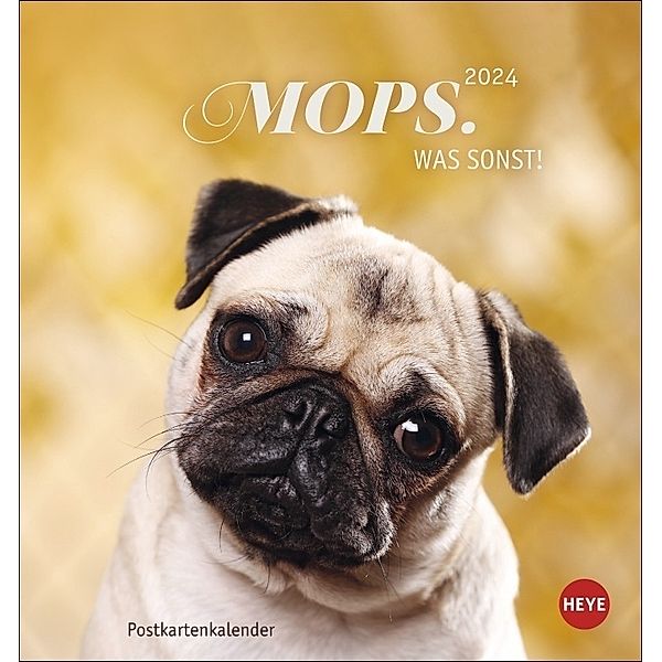 Mops Postkartenkalender 2024. Die kleinen Hunde in einem Postkarten-Fotokalender porträtiert. Kleiner Kalender zum Aufstellen oder Aufhängen für Hundefreunde.