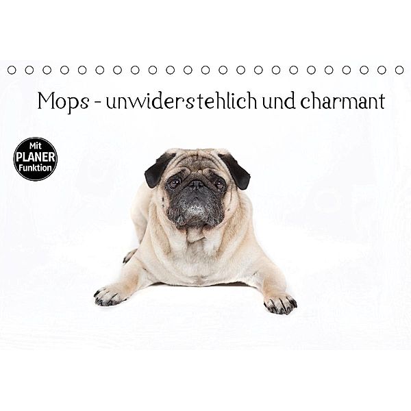 Mops - unwiderstehlich und charmant (Tischkalender 2021 DIN A5 quer), Fotodesign Verena Scholze