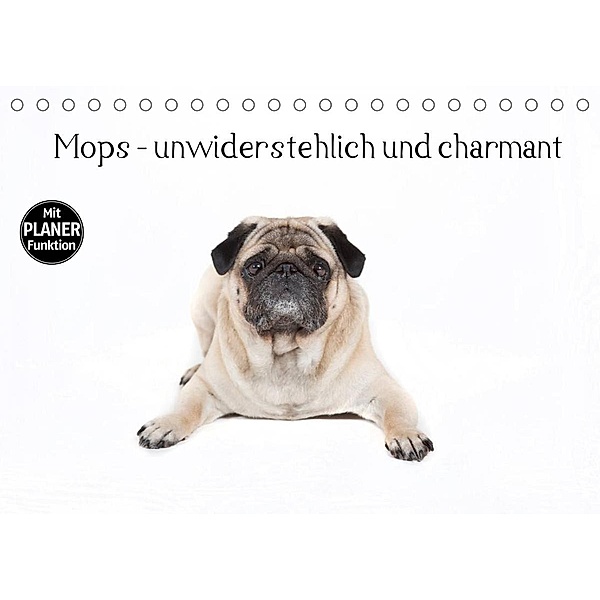 Mops - unwiderstehlich und charmant (Tischkalender 2023 DIN A5 quer), Fotodesign Verena Scholze