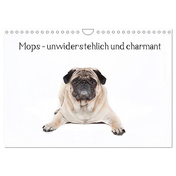 Mops - unwiderstehlich und charmant (Wandkalender 2024 DIN A4 quer), CALVENDO Monatskalender, Fotodesign Verena Scholze