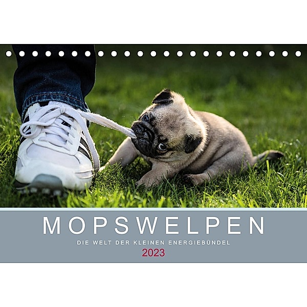 Mopswelpen (Tischkalender 2023 DIN A5 quer), Ole Dodeck