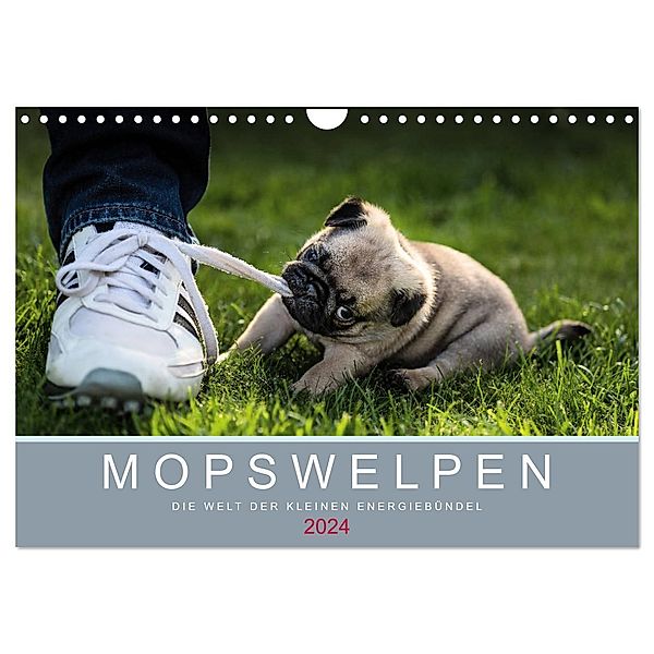 Mopswelpen (Wandkalender 2024 DIN A4 quer), CALVENDO Monatskalender, Ole Dodeck