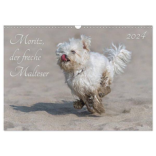 Moritz, der freche Malteser (Wandkalender 2024 DIN A3 quer), CALVENDO Monatskalender, Hanspeter Roos