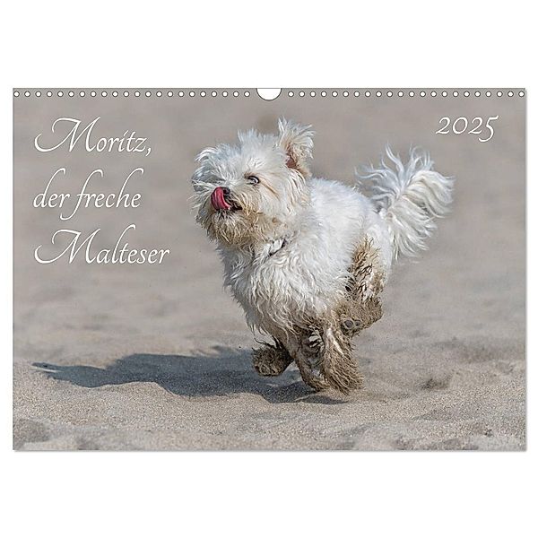 Moritz, der freche Malteser (Wandkalender 2025 DIN A3 quer), CALVENDO Monatskalender, Calvendo, Hanspeter Roos