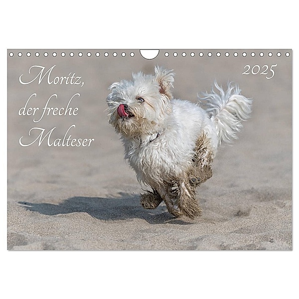 Moritz, der freche Malteser (Wandkalender 2025 DIN A4 quer), CALVENDO Monatskalender, Calvendo, Hanspeter Roos