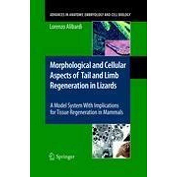 Morphological and Cellular Aspects of Tail and Limb Regeneration in Lizard, Lorenzo Alibardi
