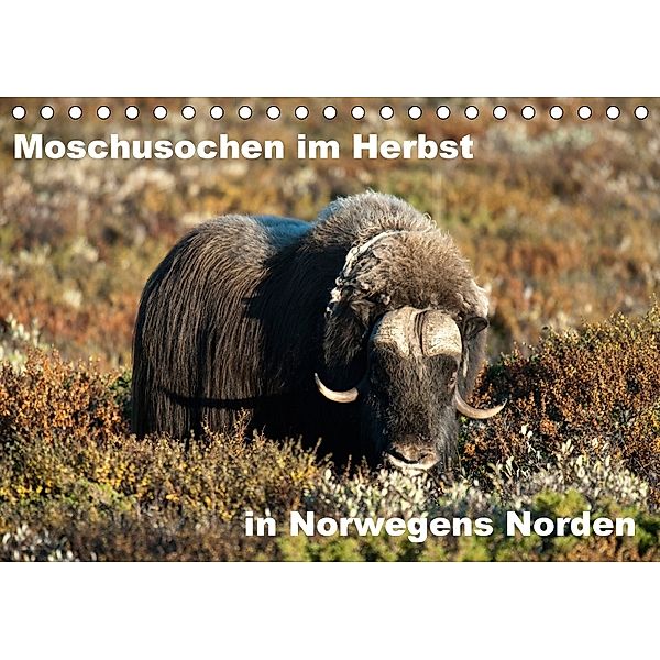 Moschusochsen im Herbst in Norwegens Norden (Tischkalender 2018 DIN A5 quer), Ronald Wittek