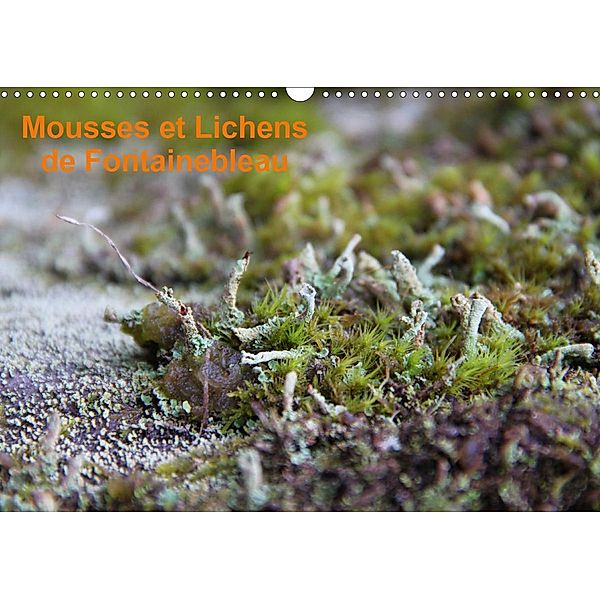 Mousses et lichens de Fontainebleau (Calendrier mural 2021 DIN A3 horizontal), Greg CLOUZEAU