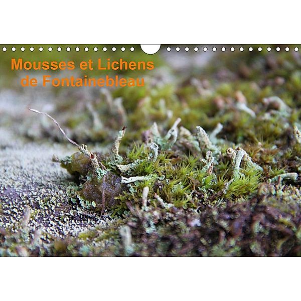 Mousses et lichens de Fontainebleau (Calendrier mural 2021 DIN A4 horizontal), Greg CLOUZEAU