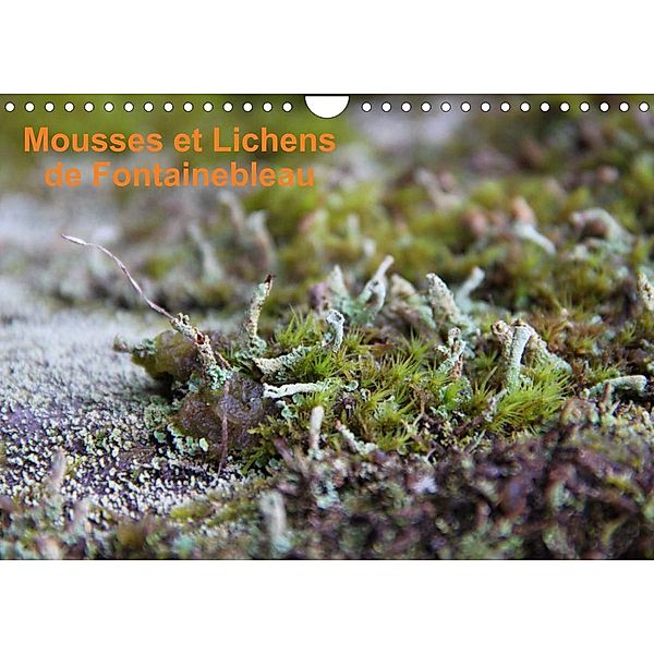 Mousses et lichens de Fontainebleau (Calendrier mural 2023 DIN A4 horizontal), Greg Clouzeau
