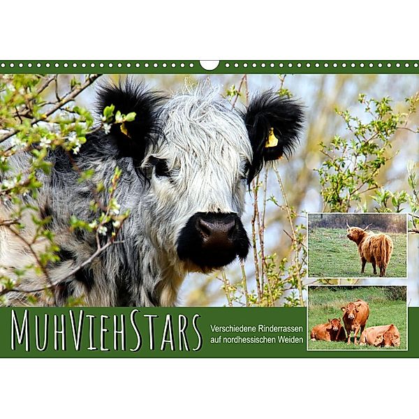 MuhViehStars (Wandkalender 2023 DIN A3 quer), Sabine Löwer