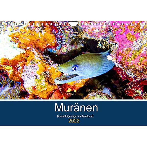 Muränen - Kurzsichtige Jäger im Korallenriff (Wandkalender 2022 DIN A4 quer), Andrea Heß