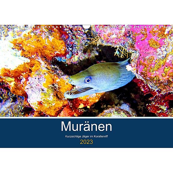 Muränen - Kurzsichtige Jäger im Korallenriff (Wandkalender 2023 DIN A3 quer), Andrea Heß