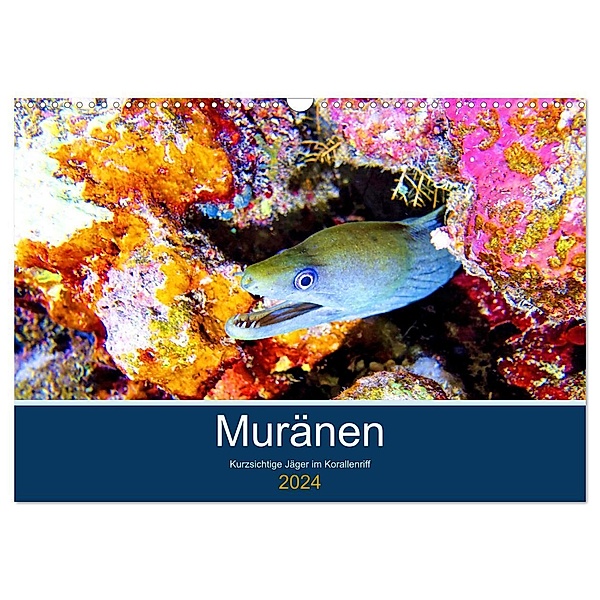 Muränen - Kurzsichtige Jäger im Korallenriff (Wandkalender 2024 DIN A3 quer), CALVENDO Monatskalender, Andrea Hess