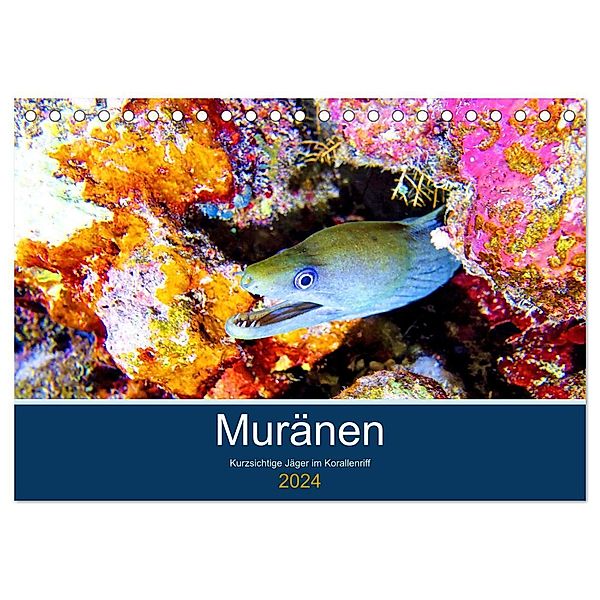Muränen - Kurzsichtige Jäger im Korallenriff (Tischkalender 2024 DIN A5 quer), CALVENDO Monatskalender, Andrea Heß