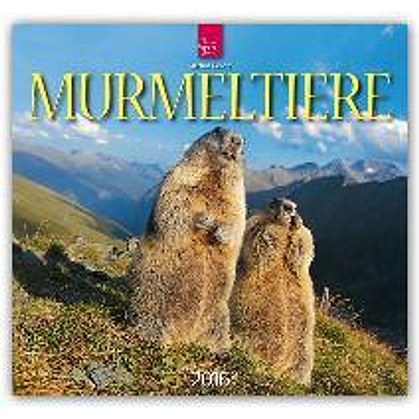 Murmeltiere 2016