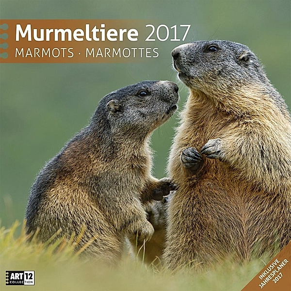 Murmeltiere 2017