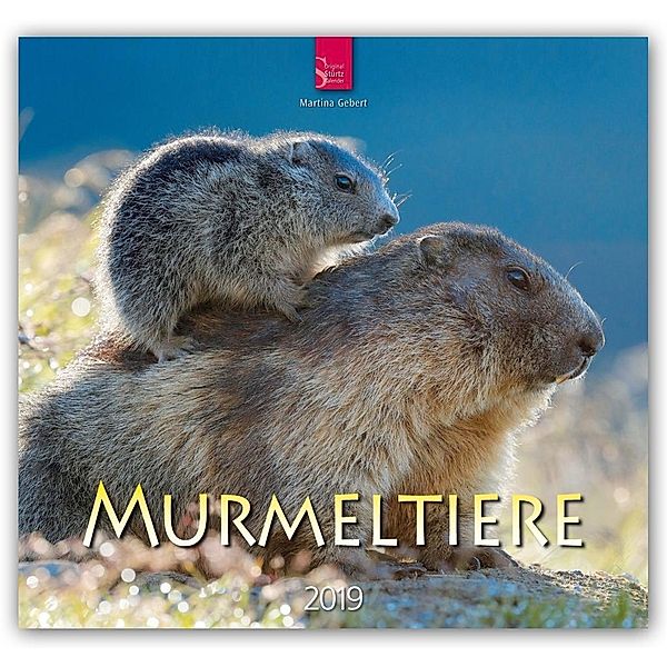 Murmeltiere 2019