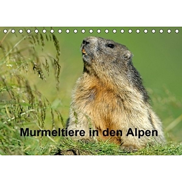 Murmeltiere in den Alpen (Tischkalender 2016 DIN A5 quer), Ronald Wittek