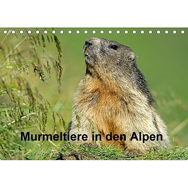Murmeltiere in den Alpen (Tischkalender 2017 DIN A5 quer), Ronald Wittek