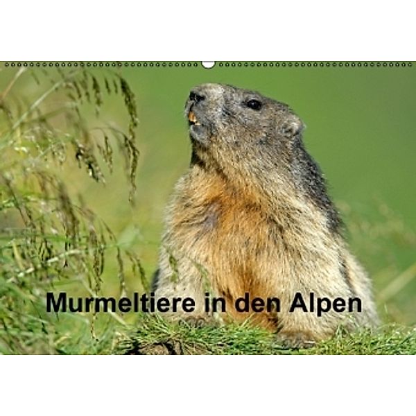 Murmeltiere in den Alpen (Wandkalender 2016 DIN A2 quer), Ronald Wittek