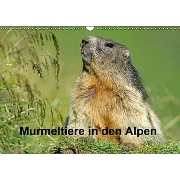 Murmeltiere in den Alpen (Wandkalender 2016 DIN A3 quer), Ronald Wittek