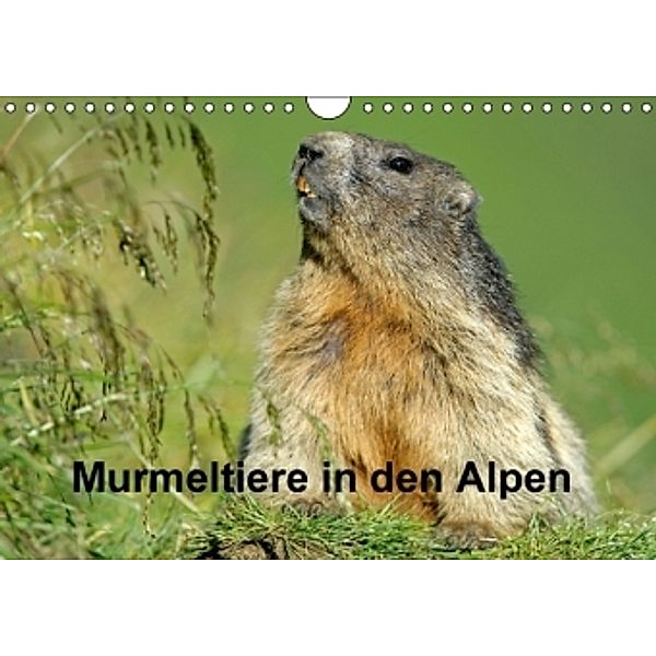 Murmeltiere in den Alpen (Wandkalender 2016 DIN A4 quer), Ronald Wittek
