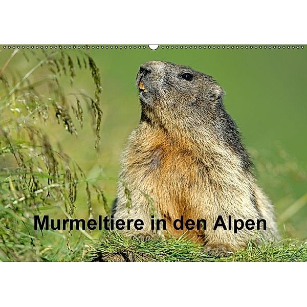 Murmeltiere in den Alpen (Wandkalender 2017 DIN A2 quer), Ronald Wittek