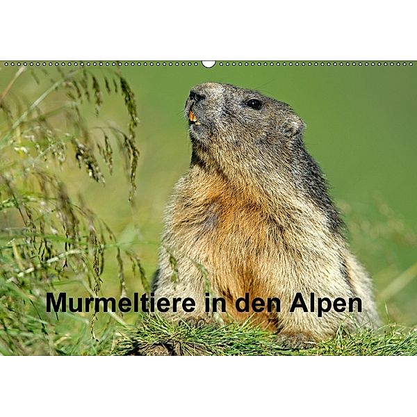 Murmeltiere in den Alpen (Wandkalender 2018 DIN A2 quer), Ronald Wittek