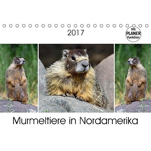 Murmeltiere in Nordamerika (Tischkalender 2017 DIN A5 quer), Dieter-M. Wilczek