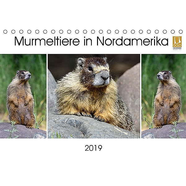 Murmeltiere in Nordamerika (Tischkalender 2019 DIN A5 quer), Dieter-M. Wilczek
