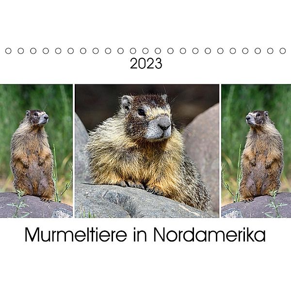 Murmeltiere in Nordamerika (Tischkalender 2023 DIN A5 quer), Dieter Wilczek