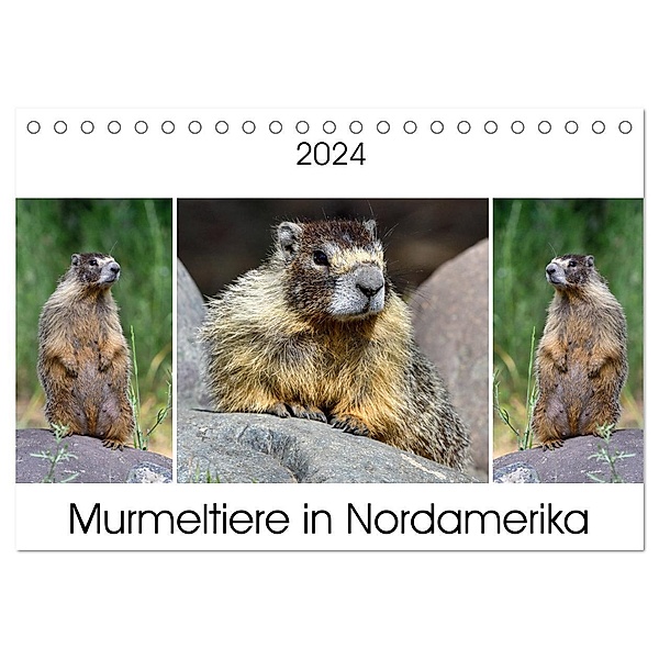Murmeltiere in Nordamerika (Tischkalender 2024 DIN A5 quer), CALVENDO Monatskalender, Dieter Wilczek