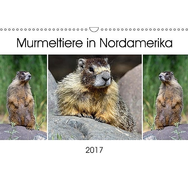 Murmeltiere in Nordamerika (Wandkalender 2017 DIN A3 quer), Dieter-M. Wilczek
