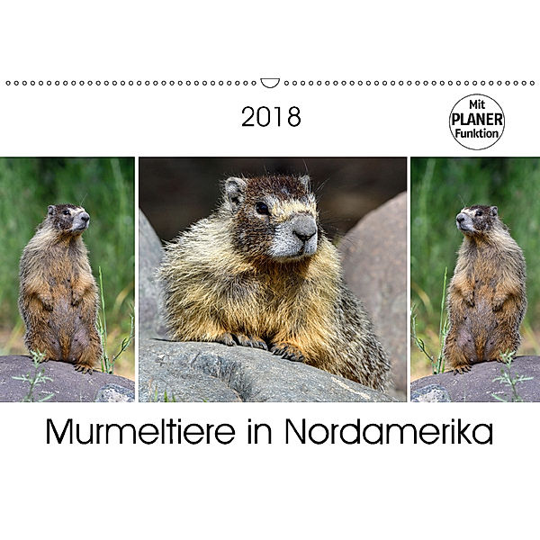 Murmeltiere in Nordamerika (Wandkalender 2018 DIN A2 quer), Dieter-M. Wilczek