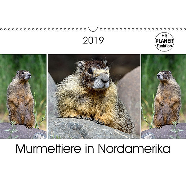 Murmeltiere in Nordamerika (Wandkalender 2019 DIN A3 quer), Dieter-M. Wilczek