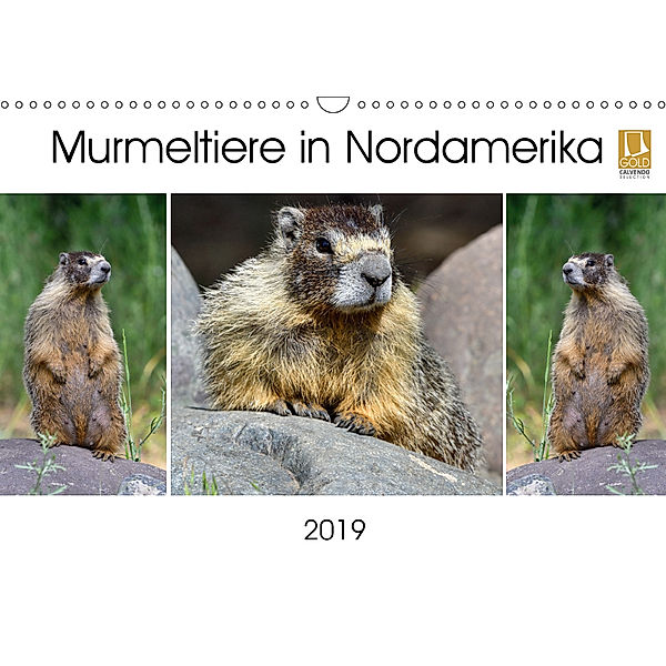 Murmeltiere in Nordamerika (Wandkalender 2019 DIN A3 quer), Dieter-M. Wilczek