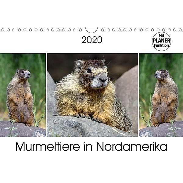 Murmeltiere in Nordamerika (Wandkalender 2020 DIN A4 quer), Dieter-M. Wilczek