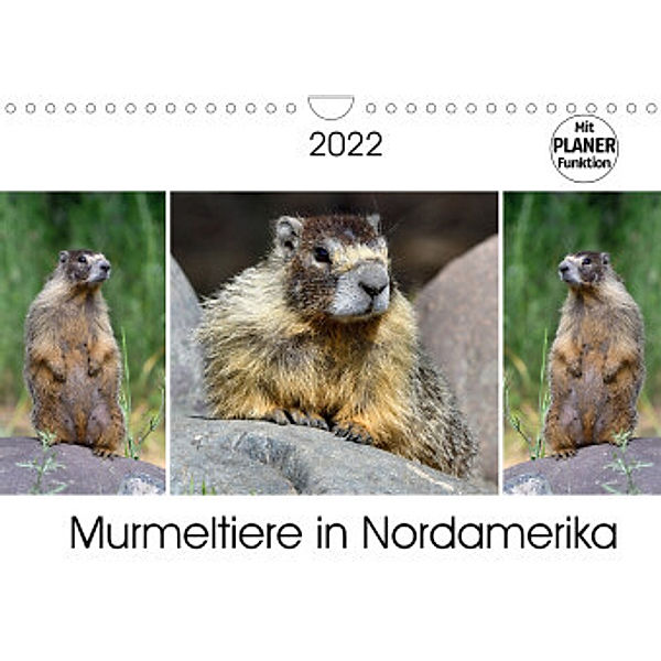 Murmeltiere in Nordamerika (Wandkalender 2022 DIN A4 quer), Dieter-M. Wilczek